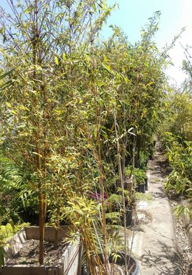 Sakioka Whole Nursery Inc 15761 Newland St Westminster Ca Hotels Nearby