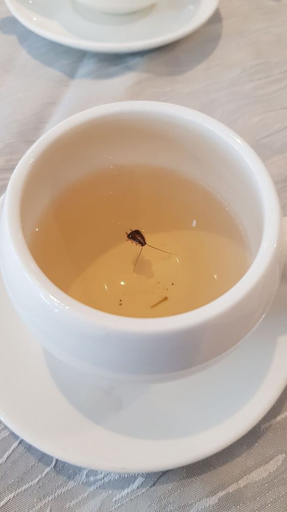 Dynasty Chinese Cuisine