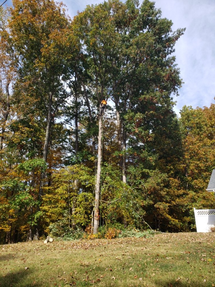 River Valley Tree Service