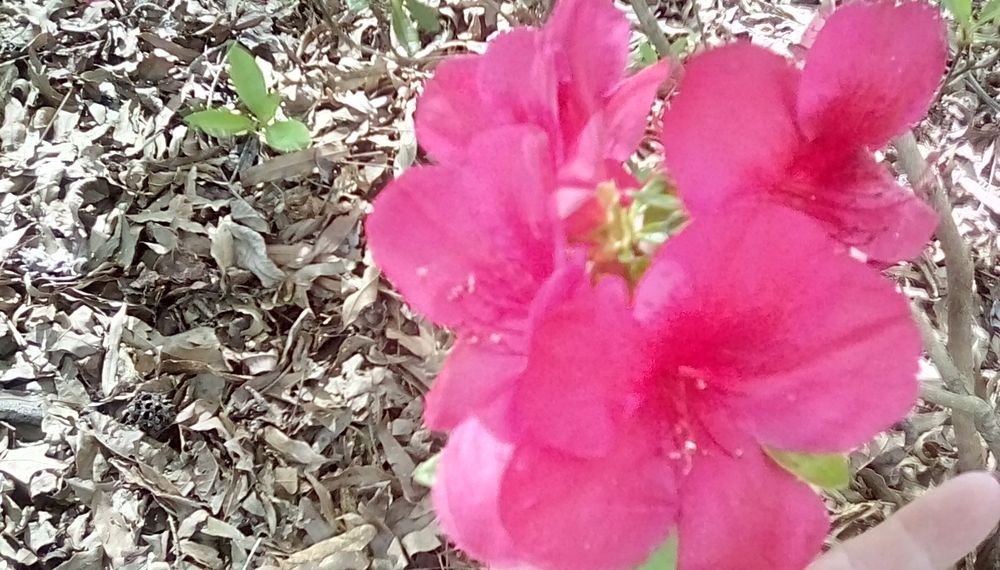 Godley's Garden Center & Nursery