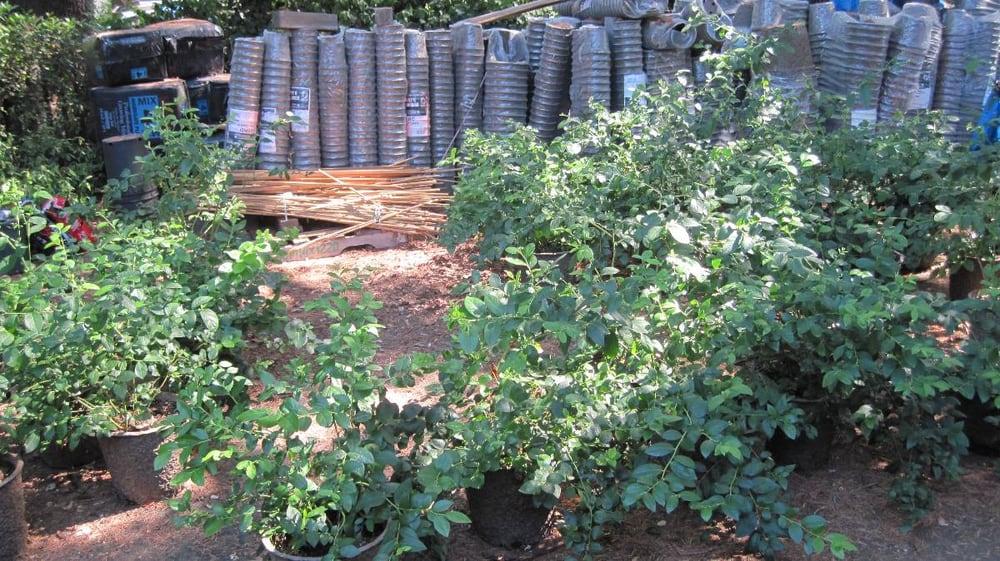 Wiersig Garden Plants