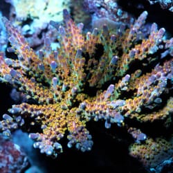 Two guys coral Two guys coral