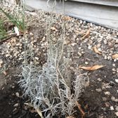 Almaden Valley Nursery 120 Photos 72 Reviews Nurseries Photo Of Almaden Valley Nursery San Jose Ca United States They Won