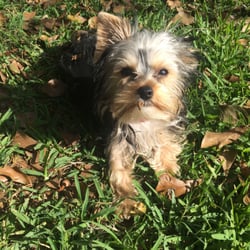 Dog Gone Good Kennels Scott La Dog Gone Good Kennels Scott La