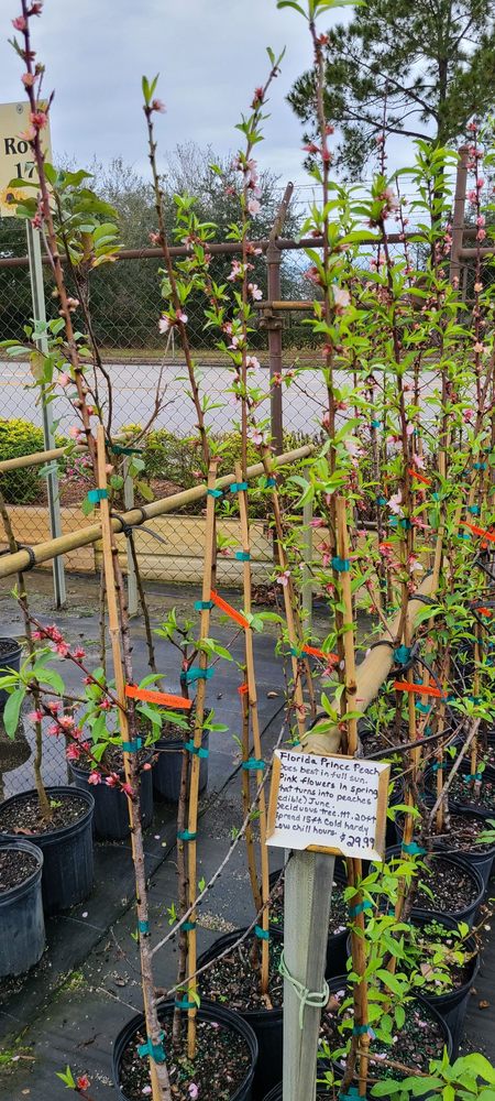Debary Nursery & Garden Supply