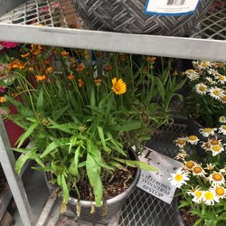 costco glen mills