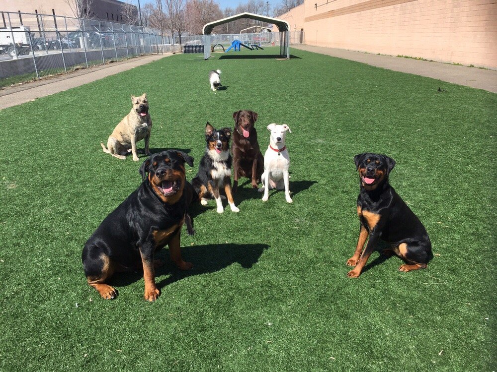 Pet Suite Retreat 33 Photos Pet Boarding/Pet Sitting 26245