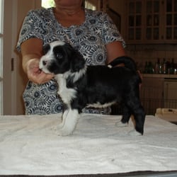 australian shepherd puppies los angeles tibetan terriers by alitara pet breeders 22104 viscanio rd australian shepherd puppies los angeles tibetan terriers by alitara pet breeders 22104 viscanio rd