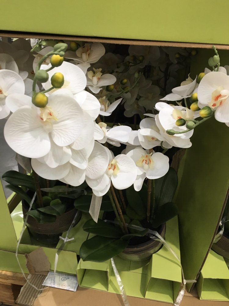 Fake Orchids On 20 A Pot Yelp Photo Of Costco Whole Cypress Ca United States Fake Orchids On