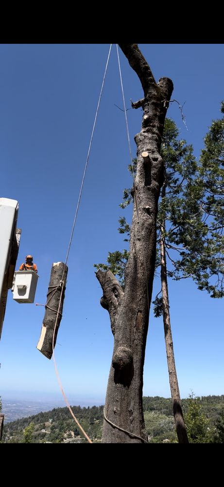 Freddie’s Tree Service