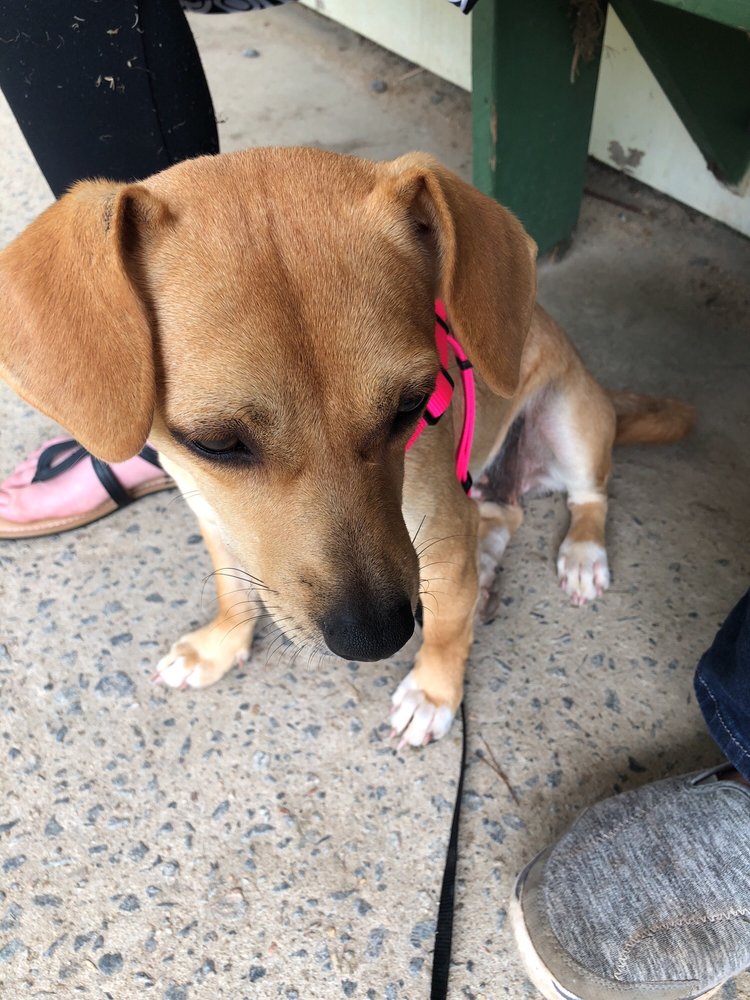 Gordon Animal Clinic Veterinarians 2686 Dennard Hardy Rd, Gordon