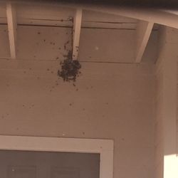 Honey Love Bee Removal 13 Reviews Pest Control San Antonio Tx Photo Of Honey Love Bee Removal San Antonio Tx United States Bees