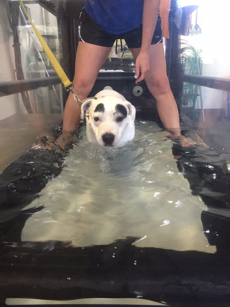 Companion Pet Sitting 18 Photos Pet Groomers 367 W Main St