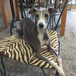 O’Briens Carpet One Floor & Home - Carpeting - 6155 North Academy Blvd