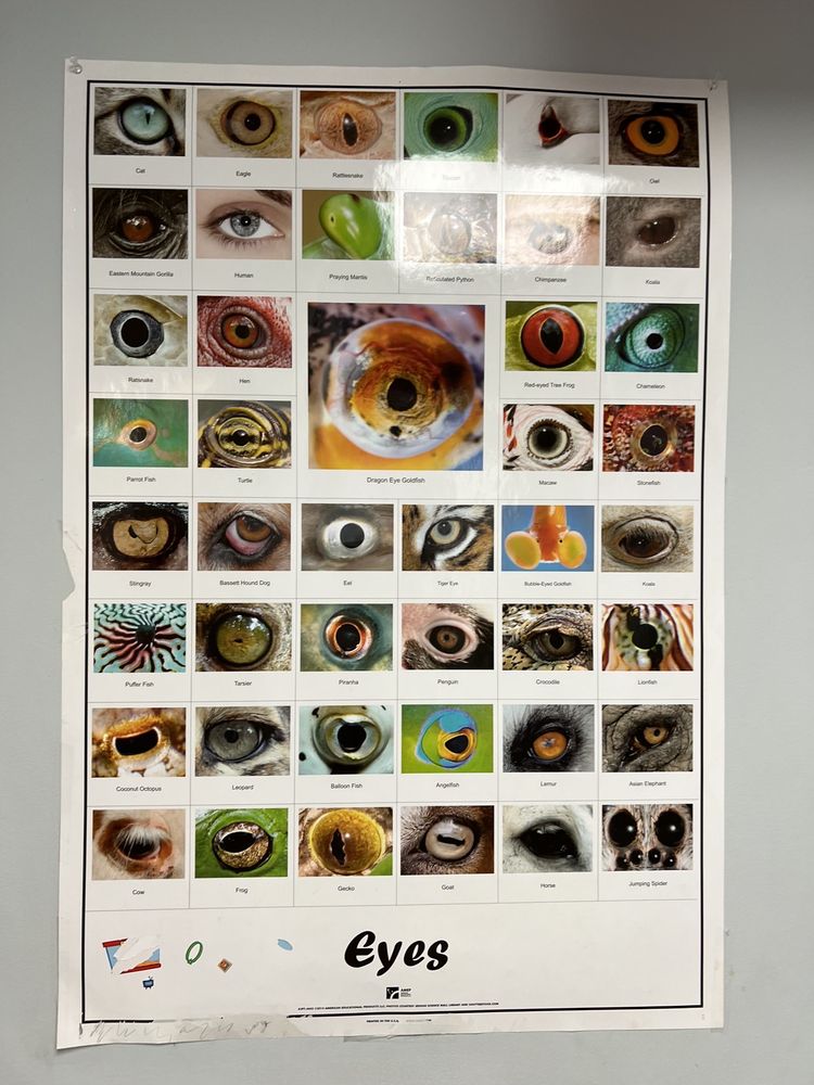 image of business Pediatric Ophthalmology Consultants of South Florida