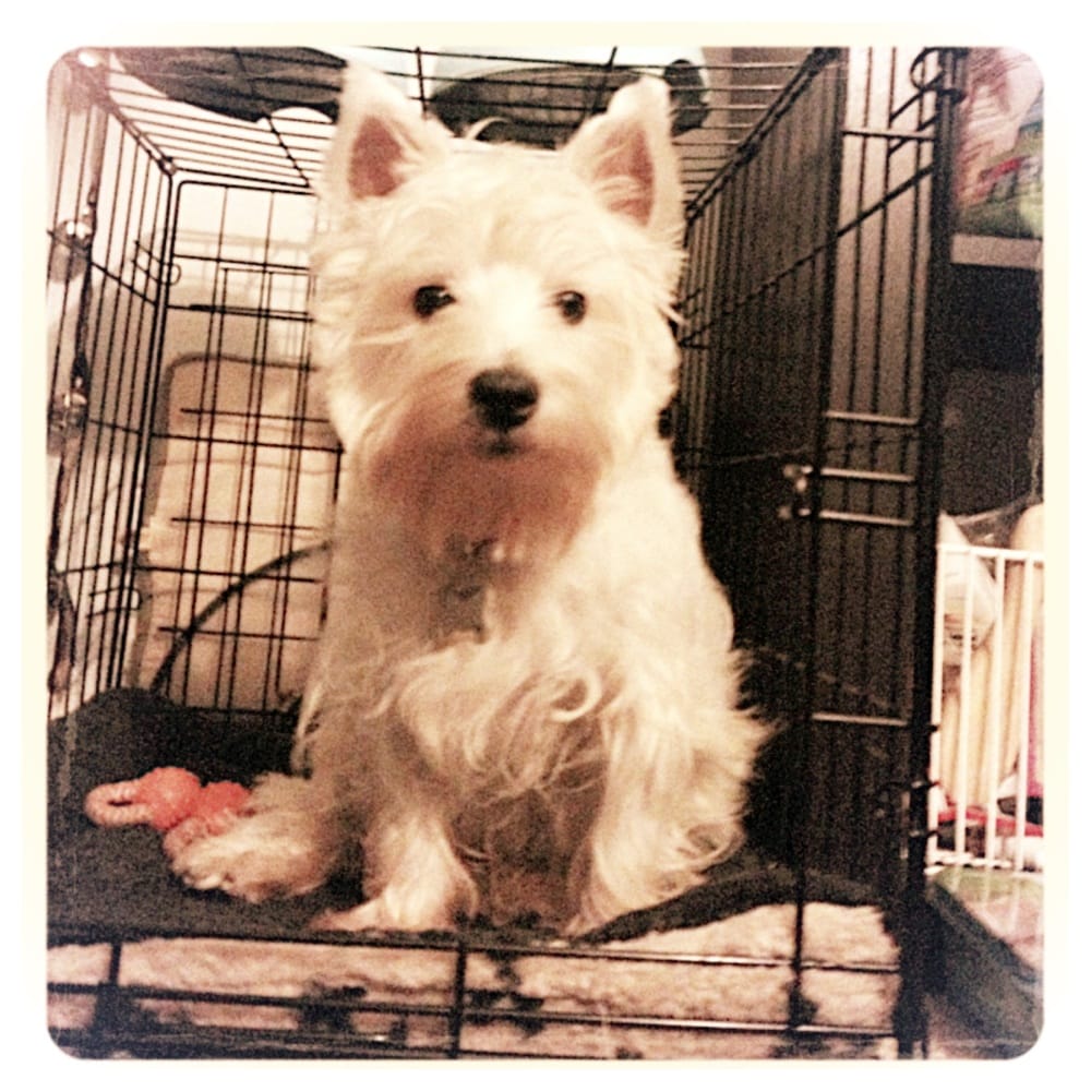 My Pet Garden my pet garden 141 photos 284 reviews pet stores My Pet Garden my pet garden 141 photos 284 reviews pet stores