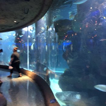 Aquarium Restaurant 751 Photos 429 Reviews Seafood 516 Opry Photo Of Aquarium Restaurant Nashville Tn United States