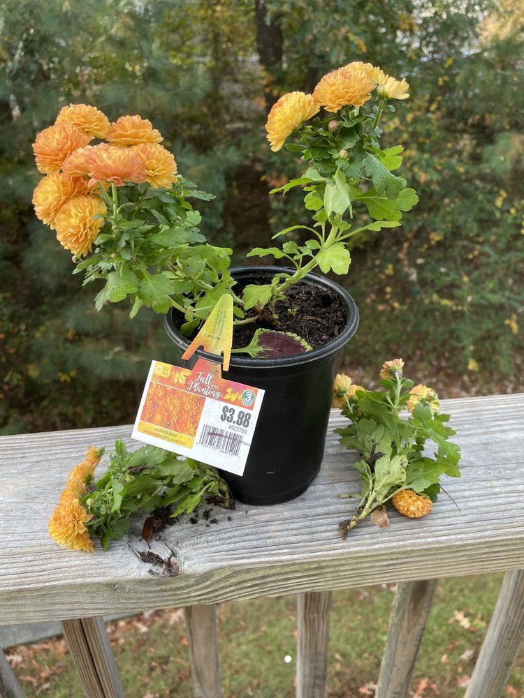 Lowe's Home Improvement