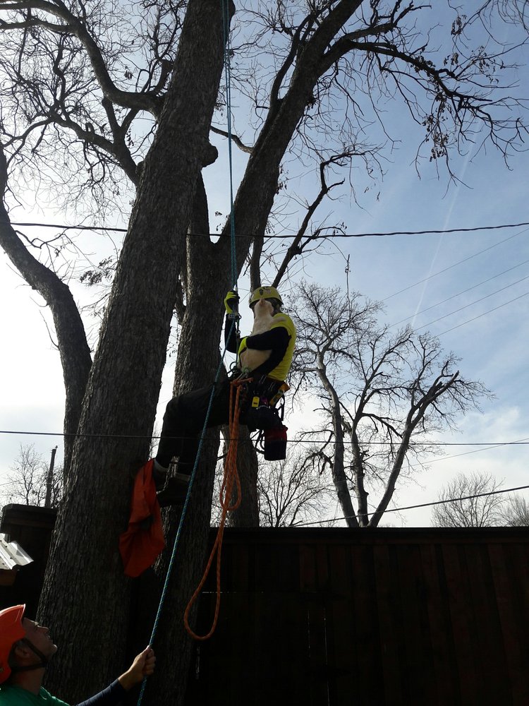 Cat In A Tree Emergency Rescue/New Leaf Tree Care Pet Services Downtown, Dallas, TX Phone