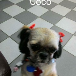 Gone To The Dogs Grooming Kimball Mi Gone To The Dogs Grooming Kimball Mi