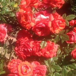 Seven Oaks Nursery 21 Reviews Nurseries Gardening 21501 Photo Of Seven Oaks Nursery Corona Ca United States