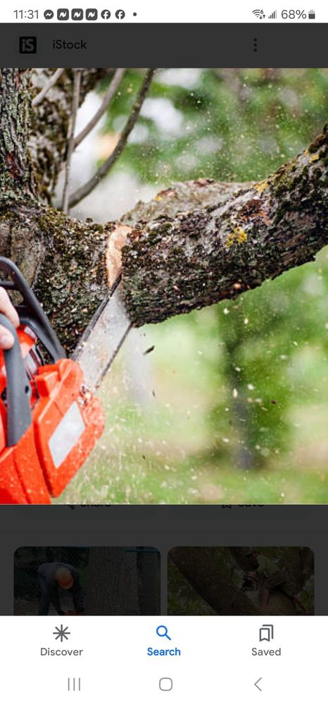 Mark Tree Trimming