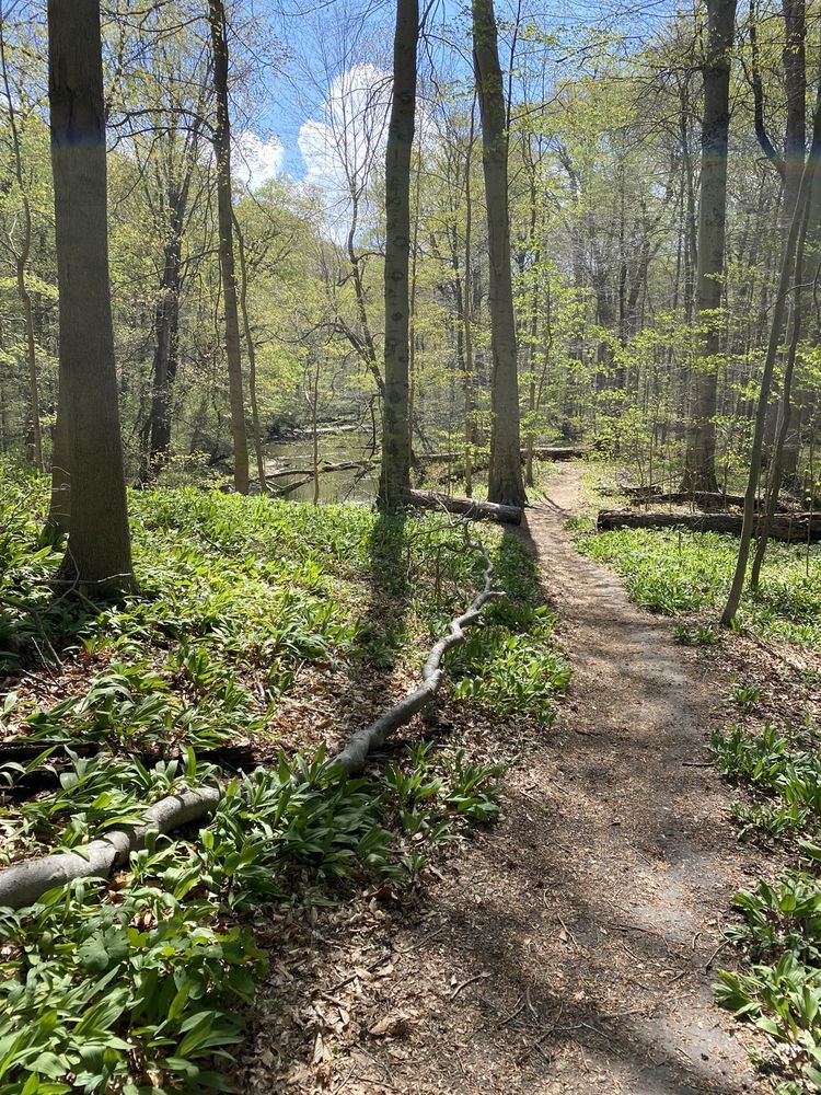 Warren Woods State Park Image