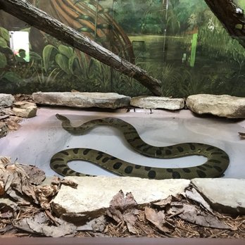 the toledo zoo 521