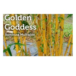 Peltons Nurseries Your Bamboo Solution 16 Photos Photo Of Peltons Nurseries Your Bamboo Solution Miami Fl