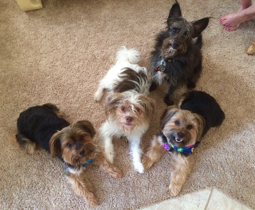 Private Dog Training Near Me Private Dog Training Near Me