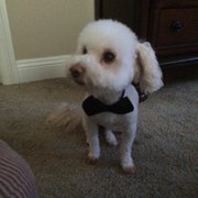 Dog Gone Cute Grooming Bowtique Niceville Fl Dog Gone Cute Grooming Bowtique Niceville Fl