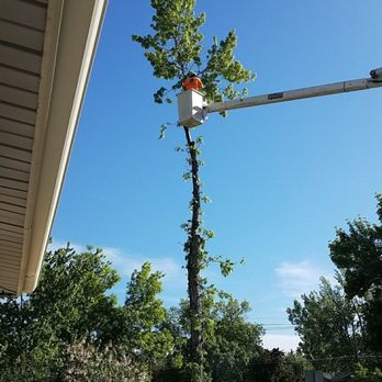 Rocky Mountain Tree Care Pest Control 10575 W 64th Ave Arvada Photo Of Rocky Mountain Tree Care Arvada Co United States Removal