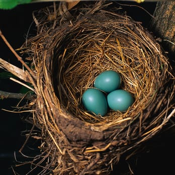 wild birds unlimited home garden 26791 brookpark rd wild birds unlimited home garden 26791 brookpark rd
