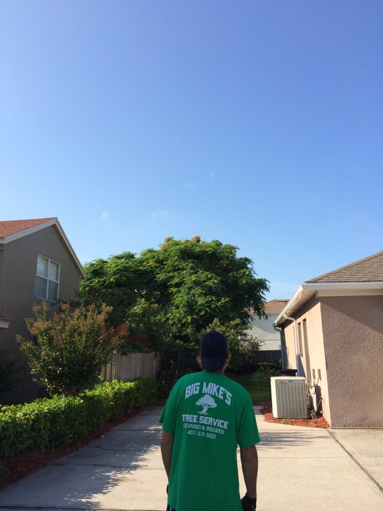 Big Mike's Tree Service