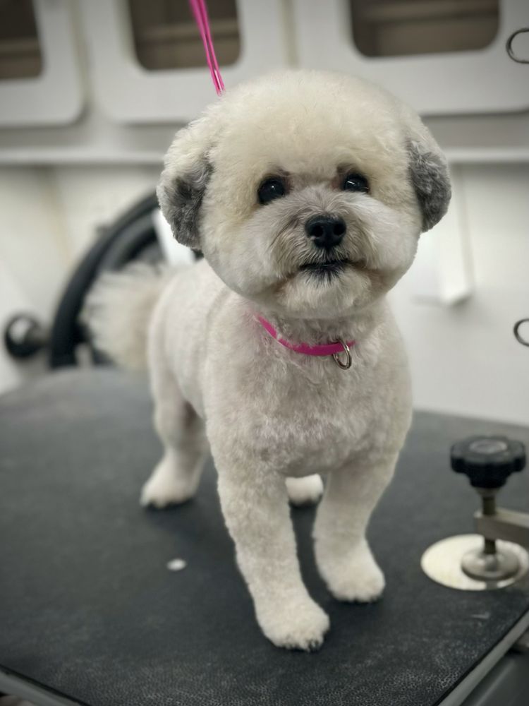Puppy Cut Small Animal Groomer Havanese Puppy Cut Grooming 13