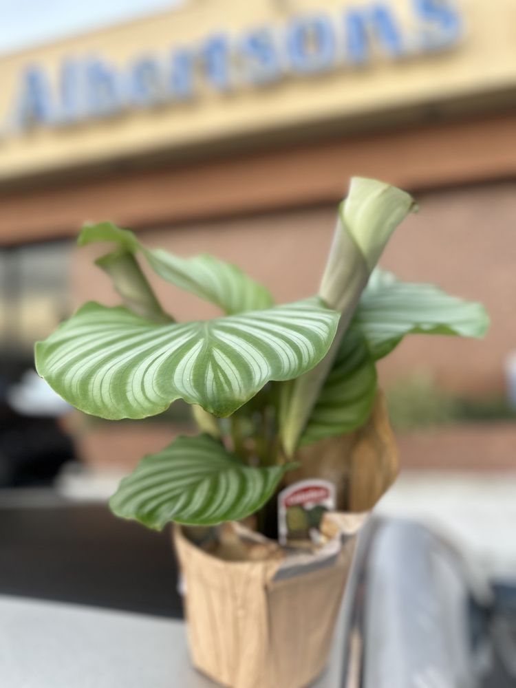 Albertsons