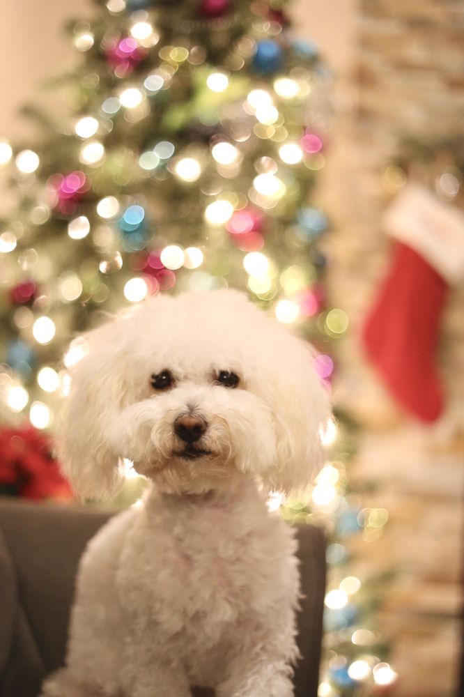 Pet Palace 44 Photos & 114 Reviews Pet Groomers 3827 Ray St