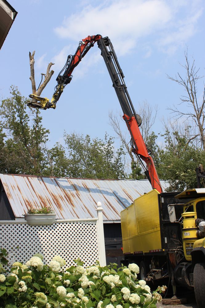 Hackett & Hill Tree Specialists