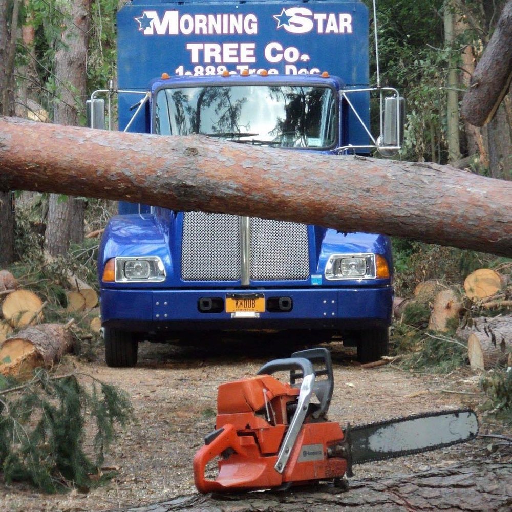 Morning Star Tree
