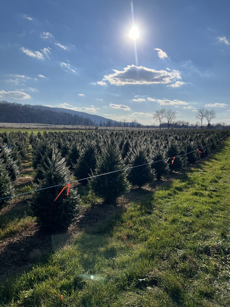 Wyckoff's Christmas Tree Farm