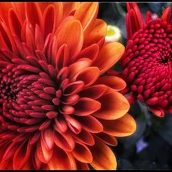 The Flower Bin Garden Center & Nursery photo
