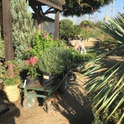 Village Nurseries 73 Photos 34 Reviews Gardening Taking This Tree Photo Of Village Nurseries Orange Ca United States Sarah Scanning My
