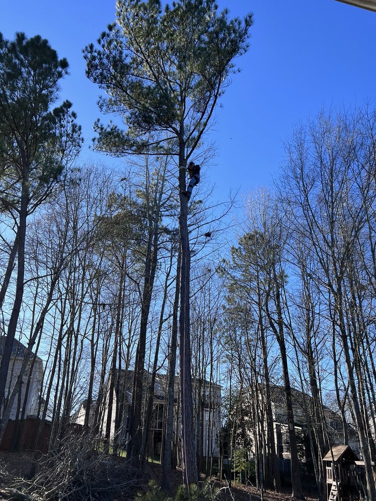 Branch To Blade Lawn And Tree Care