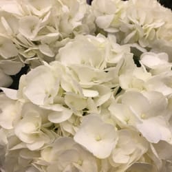 Fort Lauderdale Flower Market Closed 63 Photos Florists 5600 Photo Of Fort Lauderdale Flower Market Fl United States Local