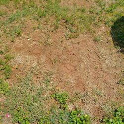 Top Turf Lawn Care And Pest Management 51 Photos 61 Reviews Photo Of Top Turf Lawn Care And Pest Management Lawrenceville Ga United States