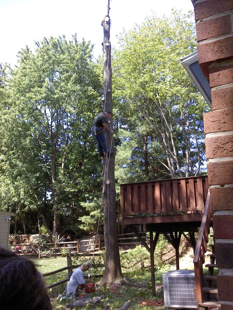 Paul Bunyan Tree Service CLOSED Tree Services Springfield, VA