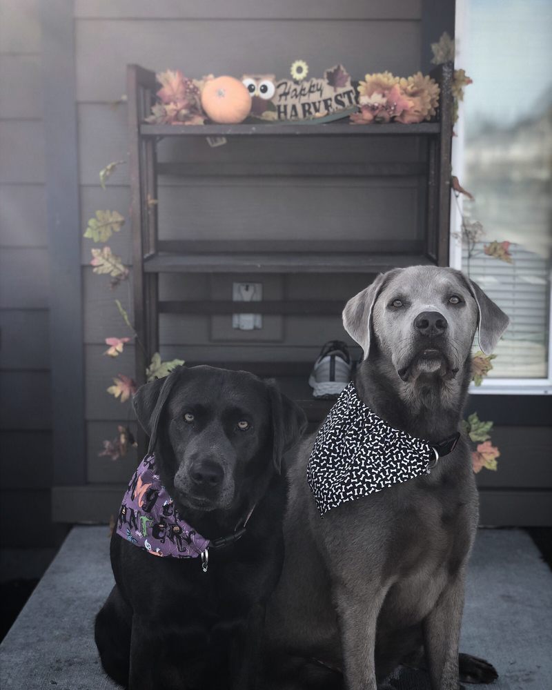 Puppies get Pampered at Fort Bragg