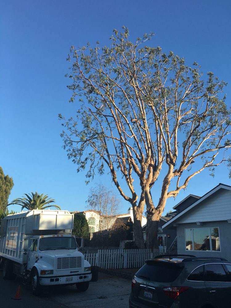 Affordable Tree Care