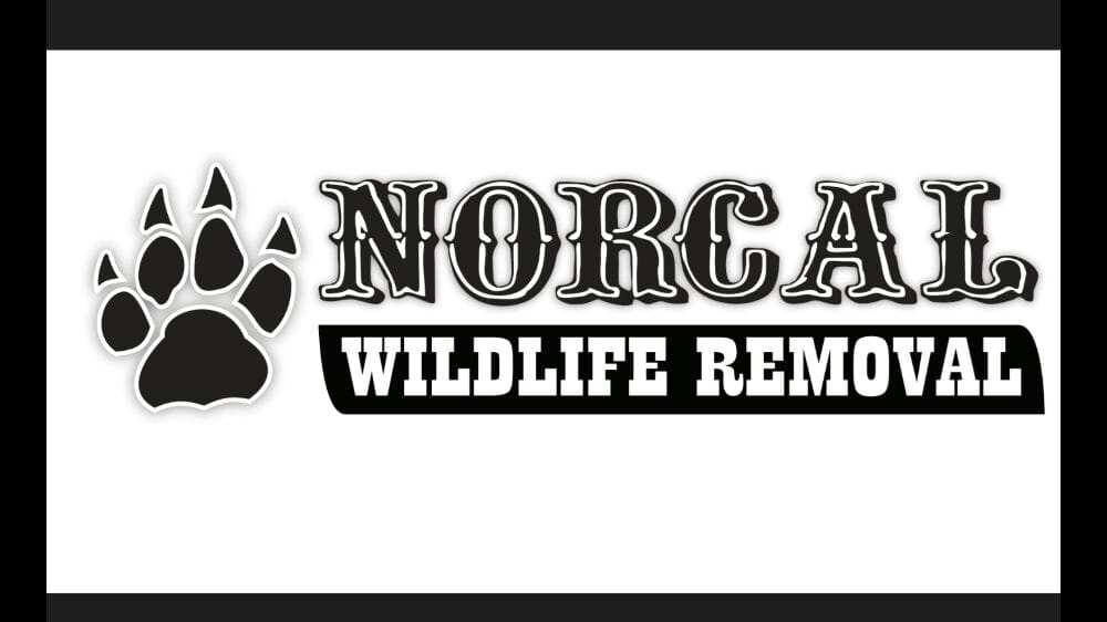 Norcal Wildlife Removal