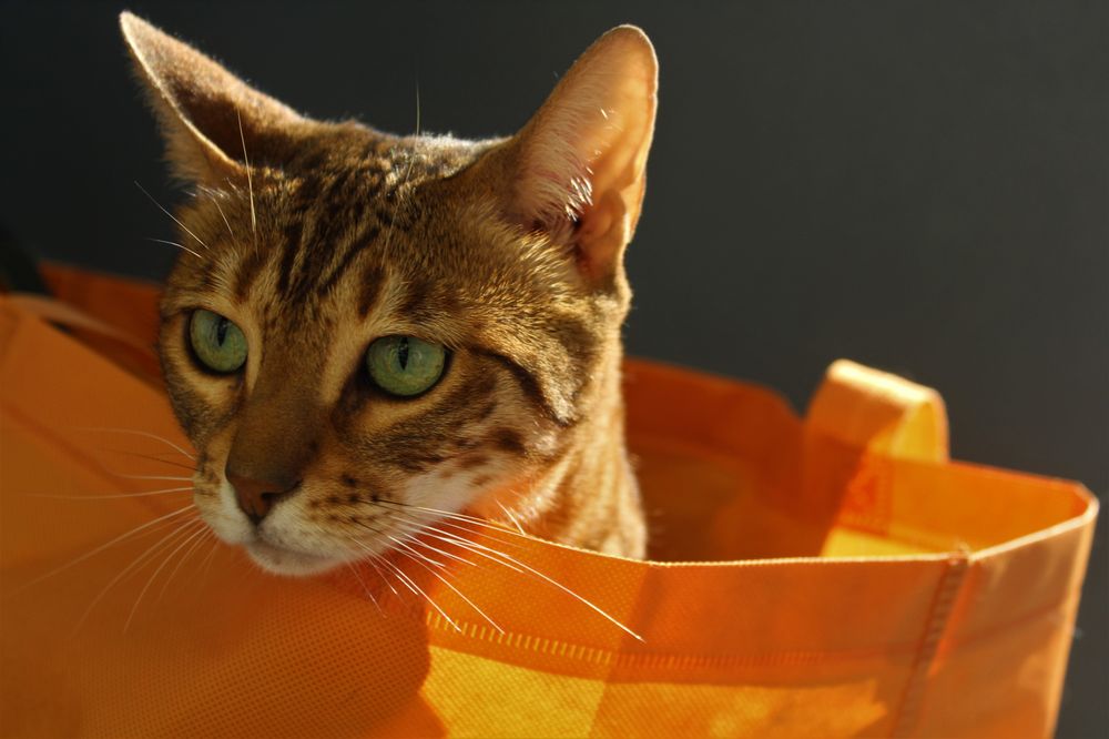 Fetch! Pet Care of Downtown Seattle-Bellevue